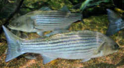 Maryland State Fish - Rockfish - Striped Bass