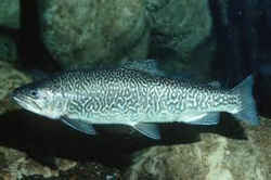 Alaska State Fish: Chinook Salmon