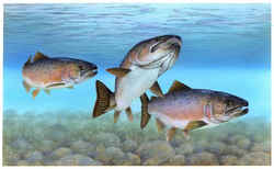 Alaska State Fish: King Salmon Chinook Salmon