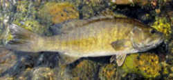Tennessee State Sport Fish - Smallmouth Bass