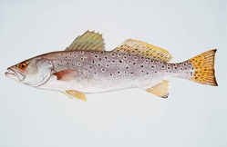 Louisiana State Saltwater Fish - Spotted Sea Trout or Speckled Trout 