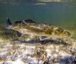 Louisiana State Saltwater Fish - Spotted Sea Trout or Speckled Trout 