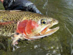 Washington State Fish - Steelhead Trout