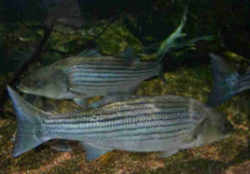 New Hampshire State Saltwater Fish - Striped Bass