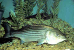 New York State Fish - Striped Bass