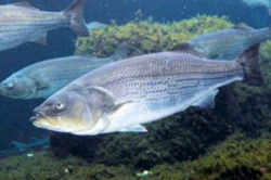 New York State Fish - Striped Bass