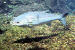 Rhode Island State Fish - Striped Bass