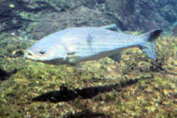 Rhode Island State Fish: Striped Bass (Morone saxatilis)
