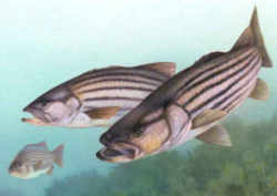 Rhode Island State Fish - Striped Bass