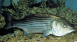 Rhode Island State Fish - Striped Bass