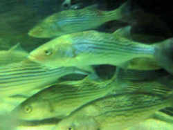 South Carolina State Fish - Striped Bass