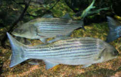 South Carolina State Fish - Striped Bass