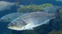 Virginia State Fish - Striped Bass