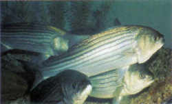 Virginia State Fish - Striped Bass