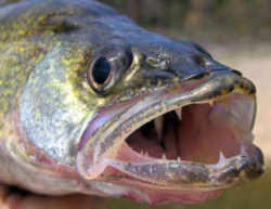 Minnesota State Fish: Walleye Pike (Stizostedion vitreum vitreum)