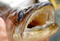 Vermont State Warmwater Fish - Walleye Pike