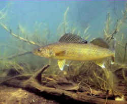 South Dakota State Fish - Walleye