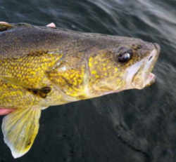 South Dakota State Fish - Walleye
