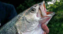 Delaware State Fish - Weakfish