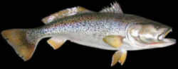 Delaware State Fish - Weakfish