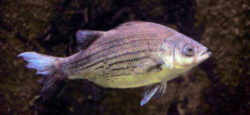 Oklahoma State Fish - White Bass