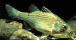 Oklahoma State Fish - White Bass