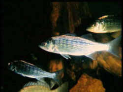 Oklahoma State Fish - White Bass