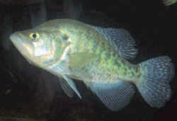 Louisiana State Fish - White Perch