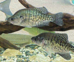 Louisiana State Fish - White Perch