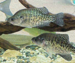 Louisiana State Fish - White Perch
