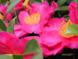 Alabama State Flower: Camellia