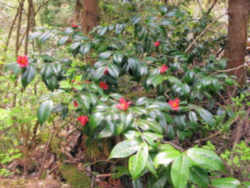 Alabama State Flower: Camellia