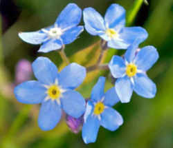 Alaska Flower - Wild Native Forget-Me-Not