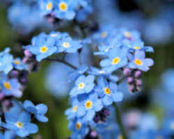 Alaska Flower - Wild Native Forget-Me-Not