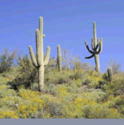 Saguaro Cactus