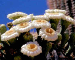 Arizona State Flower - Saguaro Cactus Blossom