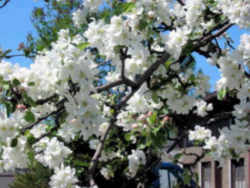 Arkansas State Flower - Apple Blossom