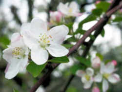 Arkansas State Flower Or Floral Emblem Apple Blossom Arkansas State Flower Or Floral Emblem Apple Blossom