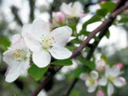 Arkansas State Flower - Apple Blossom