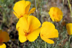 California State Flower - Golden Poppy