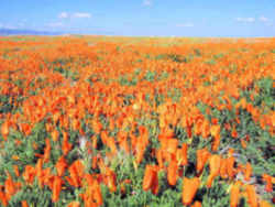 California State Flower - Golden Poppy