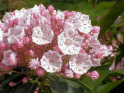 Connecticut State Flower - Mountain Laurel