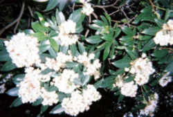 Connecticut State Flower - Mountain Laurel