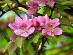 Delaware State Flower - Peach Blossom