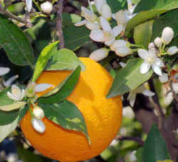 Florida State Flower - Orange Blossom