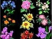 Official State Flowers & Floral Emblems