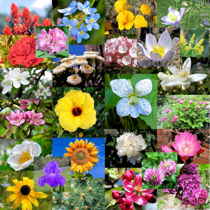 Flowers & Floral Emblems