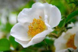 Georgia State Flower - Cherokee Rose