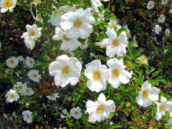 Georgia State Flower - Cherokee Rose