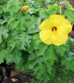 Hawaii State Flower - Native Yellow Hibiscus